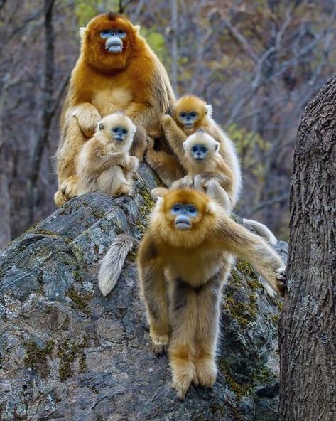 Rhinopithecus roxellana  What a family! Sichuan golden snub-nosed monkey. Endangered species.  Photography by © (Yong Yange).… Golden Snub Nosed Monkey, Snub Nosed Monkey, Monkey Species, Monkey Family, Golden Monkey, Types Of Monkeys, Baby Monkeys, Interesting Animals, Monkey Business