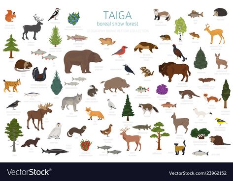 Plants Infographic, Taiga Biome, Forest Map, Snow Forest, Boreal Forest, Biome, Illustrated Map, Ecosystem, Forest Animals