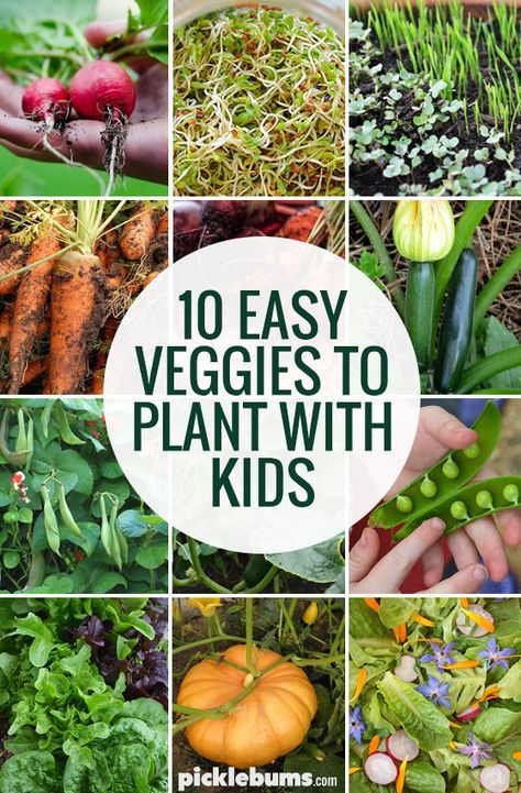 Ten easy veggies to grow with kids Easy Veggies To Grow, Easiest Veggies To Grow, Vegetable Garden At Home, Easy Veggies, Veggies To Grow, Start A Vegetable Garden, Garden Tool Bag, Preschool Garden, Garden At Home