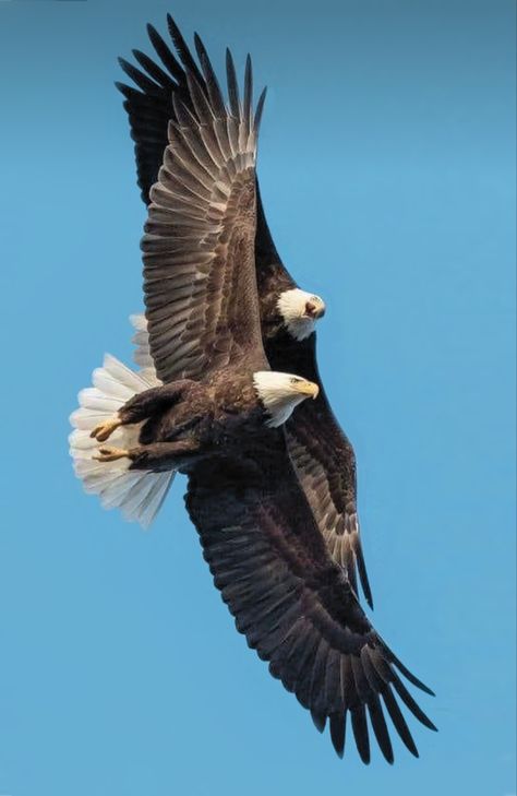 Eagles In Flight, Bald Eagle Pictures, Eagle Images, Eagle Painting, Eagle Wallpaper, Eagle Pictures, Amazing Birds, Bald Eagles, Most Beautiful Birds