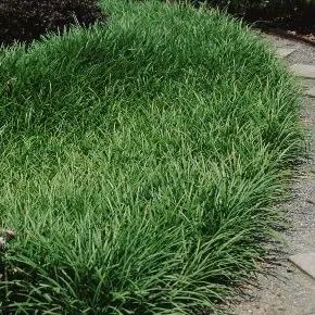 FPS-350/FP350: Liriope spicata Creeping Lilyturf, Border-grass, Creeping Liriope, Liriope, Monkey-grass Monkey Grass, Edging Plants, Front Yard, Blue Flowers, Garden Landscaping, Soil, Plants