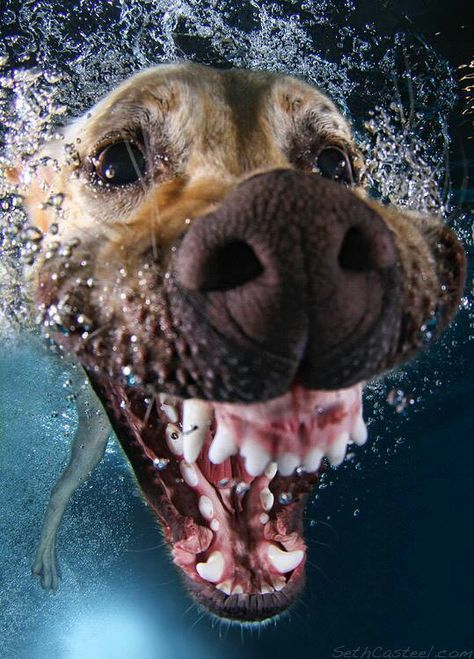 ... Underwater Dogs, Dog Swimming, Silly Dogs, Airedale Terrier, Funny Dog Pictures, Weird Animals, Dog Photography, Funny Animal Pictures, Happy Dogs