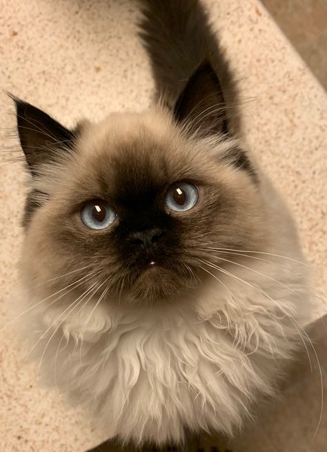 Himalayan Persian Cats, Funny Looking Cats, Birman Cat, Himalayan Cat, Dream's Cat, Söt Katt, Ragdoll Kitten, Super Cute Animals, Pretty Animals