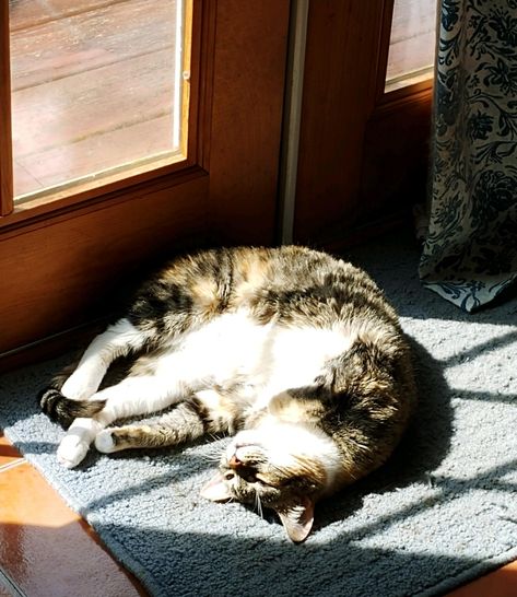 Don't mind me just doing a little sunbathing Cat In Sun, Vision Board Assignment, Cat Sunbathing, Cat Stretching, Inktober 2024, Cat Things, Animal Fur, Crazy Cat, Adorable Animals