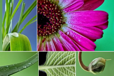 How to shoot Macro on Samsung Galaxy S22 Ultra S22 Ultra Photography Tips, S21 Ultra Photography, Samsung S23 Camera, Samsung Galaxy S 23 Ultra Camera, Samsung Phone Photography Tips, Samsung Photos, Motion Blur Photography, Samsung Camera, Blur Photography