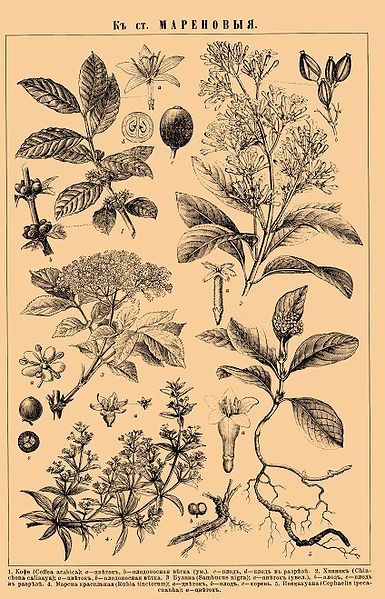 Coffee plant is in upper left corner. I'm not recognizing the other plants by the Latin names, and I don't know Russian...  #botanical #print #illustration #coffee  @commons.wikimedia.org Botany Illustration, Coffee Tattoos, Antique Botanical Print, Plant Tattoo, Coffee Drawing, Goblin Core, Coffee Plant, Coffee Girl, Coffee Poster