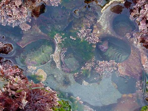 Tidepools Aesthetic, Tide Pooling, Print Workshop, Continental Shelf, Tidal Pool, Tide Pool, Ocean Gifts, Tide Pools, Rock Pools