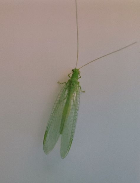 #bug #green #nature #insect #Green lacewing Green Lacewing, Lacewings, Green Nature, Moth, Bugs, Insects, Cute Animals, Green, Animals