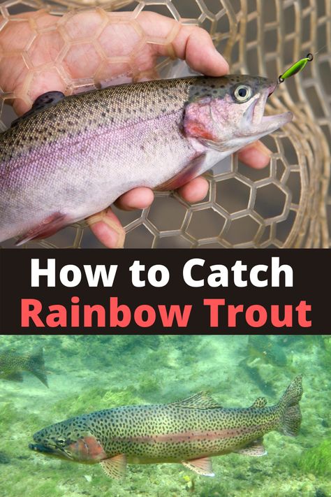 See the best bait and lures for catching Rainbow Trout. Learn how to #fish each #trout bait and lure. See how stocked rainbow trout are a great and easy fish to catch once you understand what they ate growing up in hatcheries. Use these trout fishing strategies on any stocked pond, lake, or river. These simple trout fishing methods are guaranteed to get you a stocked trout on your next fishing trip. Best Trout Lures, How To Catch Trout, Lake Trout Fishing, Fly Fishing Knots, Fish Types, Trout Fishing Lures, Fishing Hacks, Lake Trout, Rainbow Trout Fishing