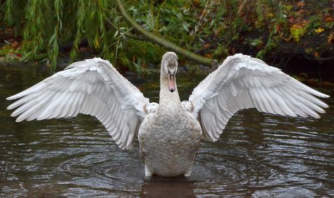 Young Swan Spreading its Wings | This photo was taken the mo… | Flickr Swan Wings, Wings Drawing, Figure Reference, Greek Myths, October 31, Snow Queen, Traditional Paintings, Art Studies, Birdy