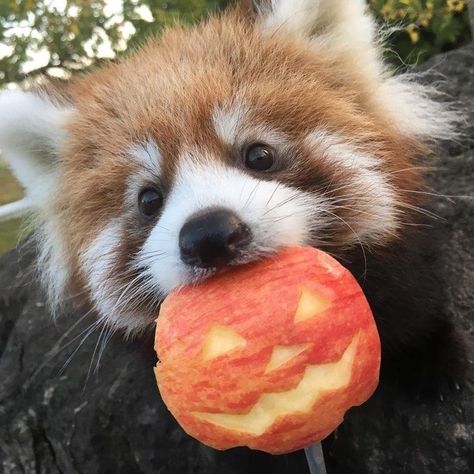 Red Panda Pfps, Red Panda Pfp, Panda Icon, Red Panda Cute, Red Pandas, Animal Icon, Pretty Animals, Sugar Glider, Silly Animals