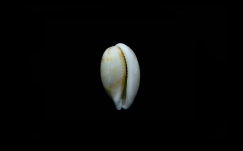 Cowrie Shells | History, Facts & Use In Jewellery | Ben's Beach Blog – Bensbeach Shell Divination, Beach Jewellery, West African Countries, Cowry Shell, Cowrie Shells, Cowrie Shell, Shell Jewelry, History Facts, Different Shapes