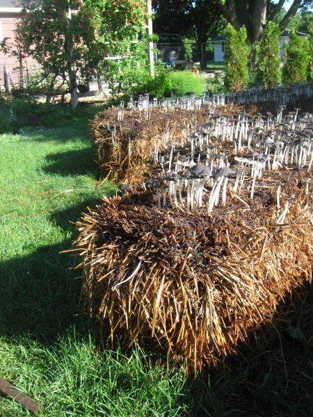 Primitive Traps, Haybale Gardening, Hay Bale Gardening, Strawbale Gardening, Growing Mushrooms At Home, Straw Bale Gardening, Mushroom Cultivation, Garden Mushrooms, Gardening Projects