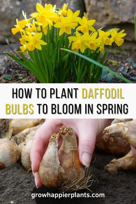 Planting Narcissus Bulbs, Ice Follies Daffodil, When To Plant Bulbs For Spring, How To Plant Daffodils, Plant Daffodils Bulbs, Planting Daffodils In Spring, What To Plant With Daffodils, How Deep To Plant Daffodil Bulbs, How To Plant Daffodil Bulbs