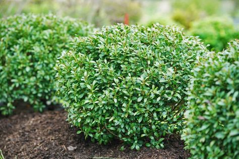 The Perfect Substitute for Boxwood – New Hollies Boxwood Alternative Front Yards, Soft Touch Holly Landscaping, Hoogendorn Holly, American Boxwood, Boxwood Bush, English Boxwood, Holly Shrub, Holly Bush, Boxwood Plant