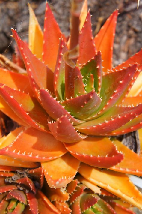 ❥ Garden Succulents, Colorful Succulents, Nature Pics, Growing Succulents, Succulent Gardening, Plants Indoor, Unusual Plants, Magical Garden, Agaves