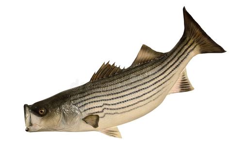 Striped Bass (Morone saxatilis). A Striped Bass isolated on a white background , #AFFILIATE, #Morone, #Bass, #Striped, #saxatilis, #background #ad Vector Graphics Illustrations, Striped Bass, Phish, Cooking On The Grill, Fresh Seafood, A White Background, Maryland, Bass, White Background