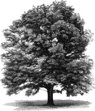 Photograph:The white ash (Fraxinus americana) supplies wood for veneer and baseball bats. It has gray bark. Ash Tree Drawing, Ash Tree Tattoo, Fraxinus Americana, Landscape Pencil Drawings, Tree Drawings Pencil, Pencil Trees, Trees Art, Baseball Bats, Tree Sketches