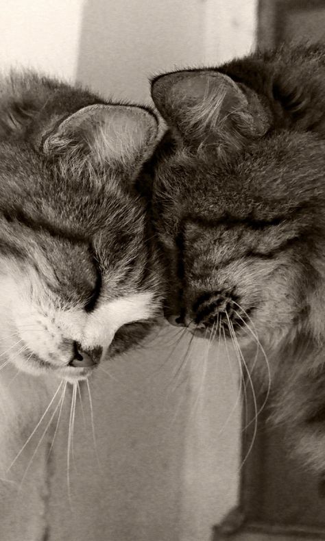 Couple Cats Wallpaper, Cat Hd Wallpaper, Grey Cat Wallpaper, 480x800 Wallpaper, Funny Cat Wallpaper, Cat Couple, Image Chat, Cute Cat Wallpaper, Cat Icon