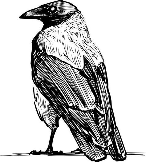 Crow Images, Crows Drawing, Raven Bird, Crow Tattoo, Bird Sketch, Crow Art, Spooky Tattoos, Raven Art, Image Film