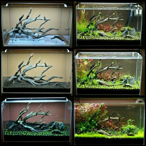 Tanaman Air, Fish Aquarium Decorations, Fish Tank Themes, Aquarium Garden, Fish Tank Terrarium, Amazing Aquariums, Cool Fish Tanks, Fish Tank Design, Aquascape Design