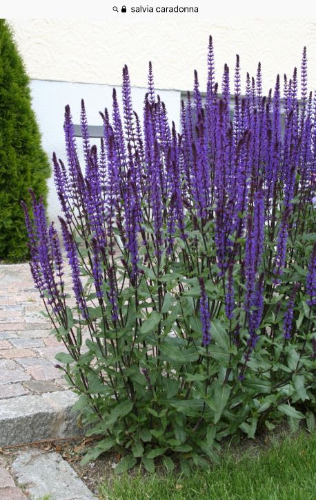 Salvia Caradonna, Salvia Garden, Meadow Sage, Salvia Nemorosa, Blue Queen, Mediterranean Plants, Mediterranean Garden, House Beds, Night Blue