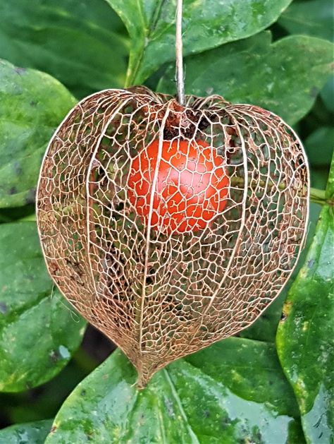 Seed Pods Art, Ground Cherry, Decay Art, Tropical Flower Arrangements, Geometry In Nature, Pastel Sec, Fruit Photography, Beautiful Fruits, Abstract Flower Painting