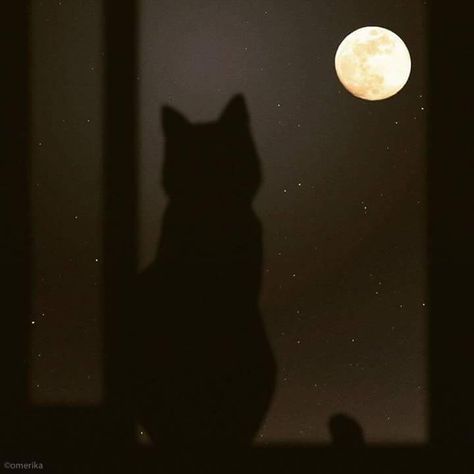 Black Cat Aesthetic, Cat Dark, Cat Profile, Cat Moon, Cat Icon, Animal Pics, Cat Aesthetic, Cat Wallpaper, Autumn Aesthetic