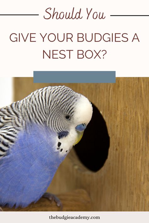 Budgie Cage Setup, Breeding Budgies, Budgie Nest Box, Parakeet Care, Budgie Cage, Box Head, Parakeet Toys, Parakeet Cage, Nest Boxes