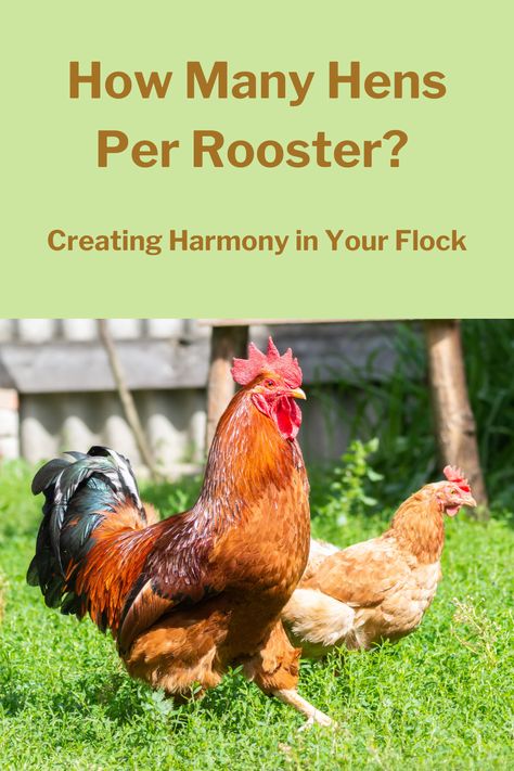 Chicken Pecking, Pecking Order, Chicken Pen, Rooster Tail, Rhode Island Red, Chicken Farming, Raising Backyard Chickens, Like Chicken, Egg Production