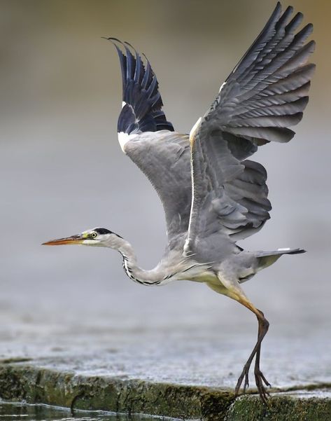 Crane Photo, Heron Photography, Heron Flying, Heron In Flight, Heron Art, Regnul Animal, Grey Heron, Great Blue Heron, Animal Study