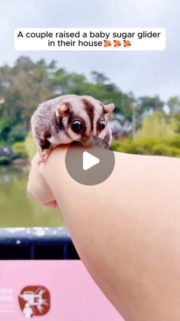 Baby Sugar Glider, Suger Gliders Flying, Sugar Gliders, Heart Warming, Sugar Glider, March 5, Instagram A, A Couple, Animals