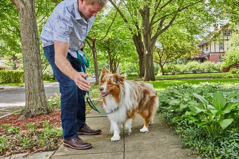 Side Walk, Dog Games, Dog Information, Dog Info, Modern Dog, Pet Hacks, Pet Training, Dog Face, Dog Trainer