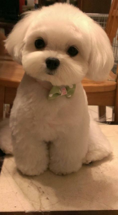 Anjing Maltese, Dog Haircuts, Haircut Styles, Cute Little Puppies, Maltese Puppy, Shih Tzu Puppy, Maltese Dogs, Teacup Puppies, White Dog