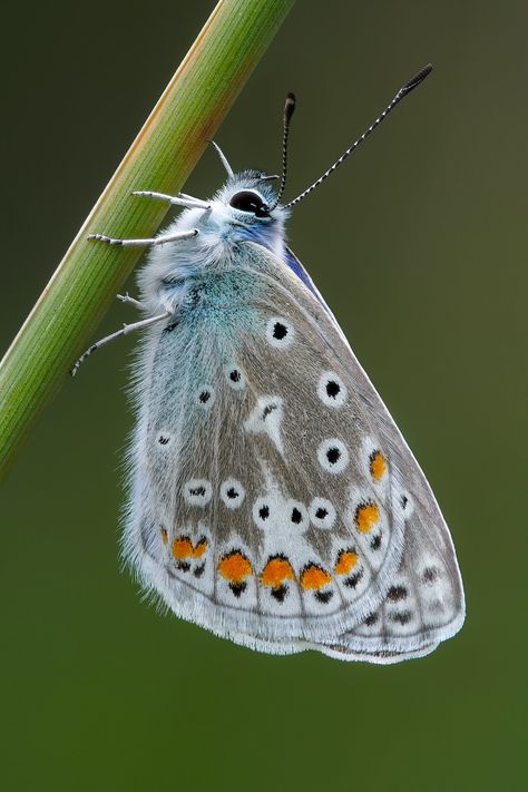 Ulysses Butterfly Aesthetic, Polyommatus Icarus, Sony A6500, Insect Wings Photography, Amazing Insects, Moth Macro Photography, Lycaenidae Butterfly, Canon Ef, Arachnids