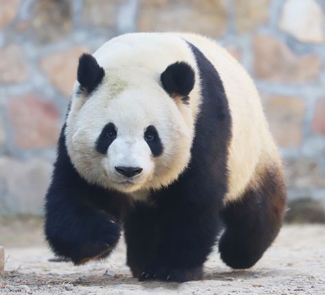 Giant Panda Meng Lan at Beijing Zoo in 2019 Panda Reference Photo, Giant Panda Photography, Panda Reference, Giant Panda Bear, Big Panda, Baby Cubs, Board Panda, Tattoo Nature, Kitten Drawing