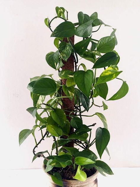 Pothos With Moss Pole, Porthos Plant, Pothos On Moss Pole, Pothos Moss Pole, Ivy Houseplant, Mint Plant Care, Pathos Plant, Indoor Plant Trellis, Pothos Plants