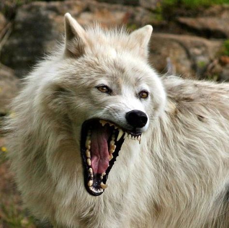 Immense power is concentrated in a wolf’s jaw. It has a crushing pressure of nearly 1,500 pound per square inch (compared with around 750 for a large dog). The jaws themselves are massive, bearing 42 teeth specialized for stabbing, shearing, and crunching bones. Their jaws also open farther than those of a dog. Facts About Wolves, Pack Of Wolves, Angry Wolf, Wolf Hybrid, Arctic Wolf, Wolf Photos, Wolf Love, Wild Wolf, Wolf Pictures