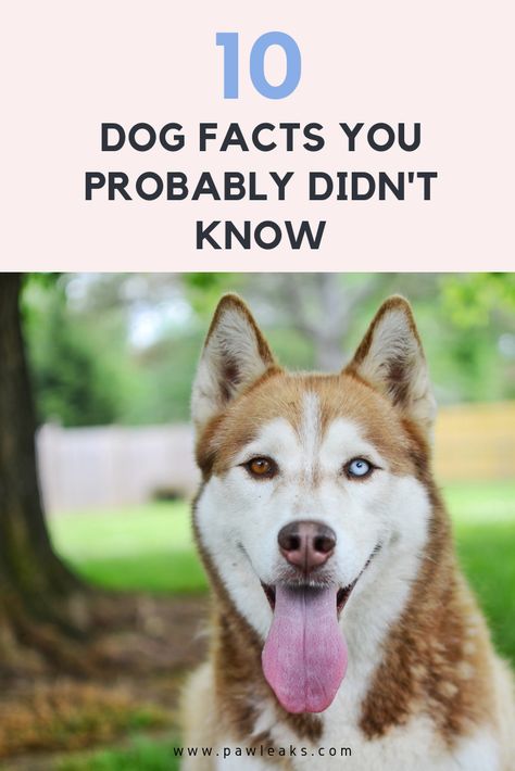 Beagle Dog Facts, Dog Facts Interesting, Fun Facts About Dogs, Cool Dogs, Husky Pet, Dog Infographic, Puppy Facts, Grooming Business, Rare Dogs