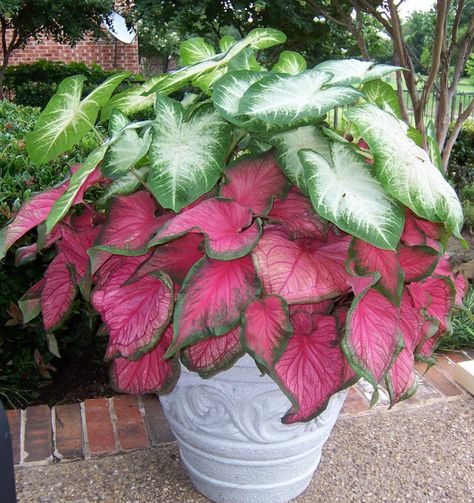 Strap Leaf Caladium | Caladium Garden, Caladium Plants, Shade Garden Plants, Container Garden Design, Ayam Bakar, Container Gardening Flowers, Flower Pots Outdoor, Patio Plants, Flower Landscape