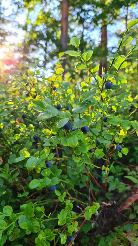 bush Plants, Nature