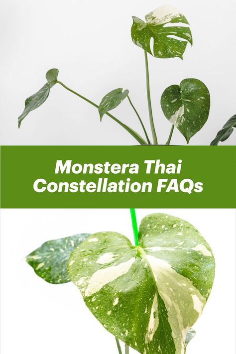 Monstera Thai Constellation Monstera Thai Constellation, Thai Constellation, Variegated Monstera, Plant Goals, Monstera Plant, Common Questions, Genetic, Lawn Care, Plant Care