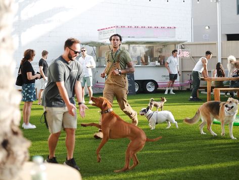 Urban Dog, Good Dogs, Brand Vision, Dog Cafe, Dog Club, Dog Area, City Dog, Dwayne The Rock, Dog People