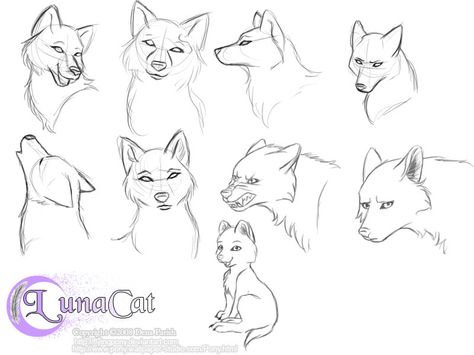 Practice wolf heads by FlyingPony Fox Drawing Tutorial, Fox Drawing Sketches, Fox Anatomy, Volpe Artica, Fox Sketch, Fox Drawing, Head Drawing, Drawing Heads, Animal Study