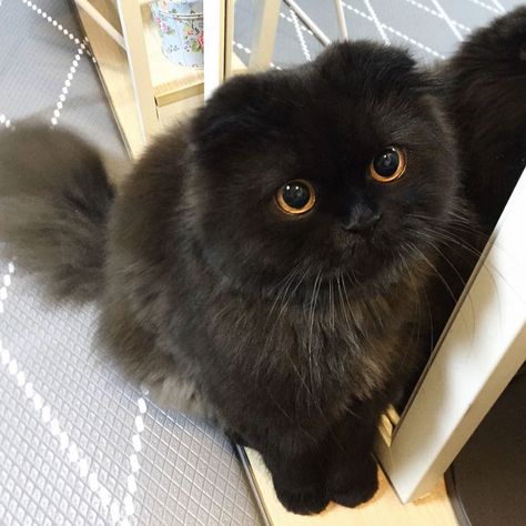 Gimo Fluffy Black Cat, Soot Sprite, Strange Creatures, Dust Bunnies, Dream's Cat, Cute Black Cats, Pretty Animals, Scottish Fold, Cute Cats And Dogs