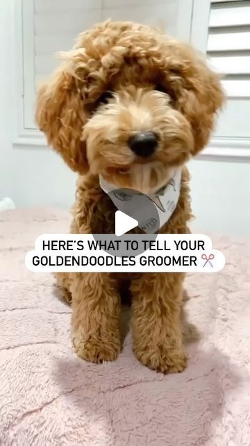 Matthews Legacy Farm | Goldendoodle Breeder on Instagram: "Save this for when you go to the groomers next ✔️ Doodle Teddy Bear Haircut 🧸 1.25 inches on body 2 inches on head Small notch saved between eyes Rounded muzzle and ears Long feathered and tapered tail Rounded paws You’ll never have a bad haircut again ✂️ #GoldendoodleGrooming #NeverHaveABadHairCut #GoldendoodleGroomTime #TeddyBeatHaircut #DoodleHairCut #matthewslegacyfarm" Doodle Teddy Bear Haircut, Teddy Bear Haircut, Poodle Teddy Bear Cut, Teddy Bear Doodle, Teddy Bear Goldendoodle, Teddy Bear Poodle, Goldendoodle Haircuts, Goldendoodle Grooming, Goldendoodle Breeders