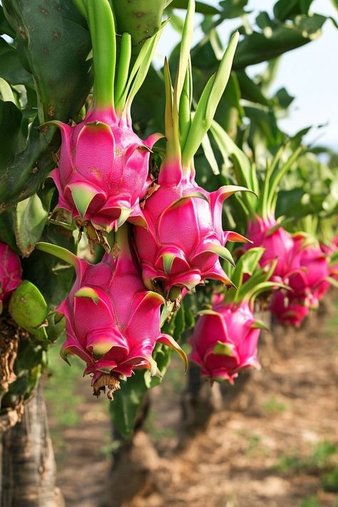 "🌵🌺 Dragon fruit is a stunning and delicious addition to any garden, and the best part is—you can grow it right at home! With these tips, you'll learn how to cultivate this exotic beauty, from choosing the right variety to providing the perfect growing conditions. Whether you're an experienced gardener or a beginner, growing dragon fruit is a rewarding and eye-catching way to enhance your space. 😋🌿 #GrowingDragonFruit #ExoticGardening #TropicalPlants #HomeGarden" Growing Dragon Fruit, Dragon Fruit Flower, How To Grow Dragon Fruit, Ganesha Art Illustration, Dragon Fruits, Dragon Fruit Plant, Strange Flowers, Carnivorous Plants, Mini Garden