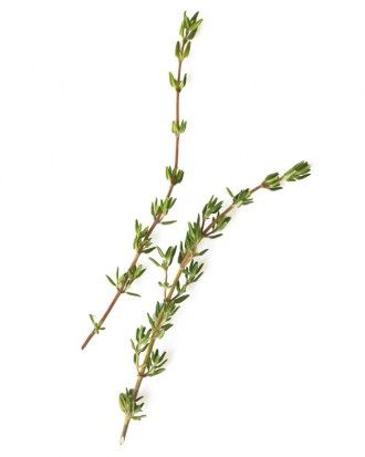 See the "Oregano, Thyme & Rosemary Steam" in our Uses for Herbs  gallery Drying Thyme, Thyme Sprig, Growing Thyme, Diy Kosmetik, Homemade Facials, Natural Cleanser, Culinary Herbs, Growing Herbs, Diy Skin