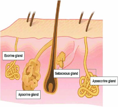 Sheep Breeds, Scientific Diagram, Sweat Gland, Aerobics Workout, Medical School, Business Solutions, The Professional, Scientists, The Well