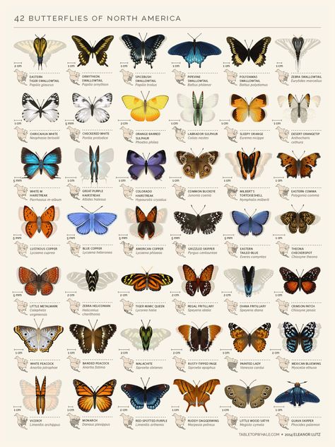 An animated chart of 42 North American butterflies Animated Butterflies, Butterfly Chart, Butterfly Watch, Types Of Butterflies, Butterfly Species, Social Butterfly, Bugs And Insects, Field Guide, Butterfly Garden